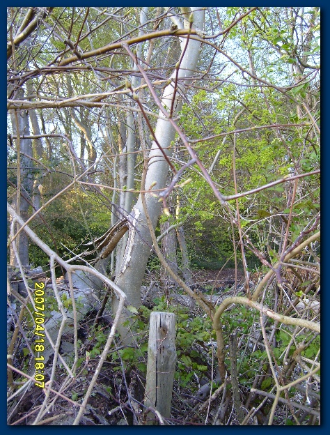 450x599 pixels (232K)